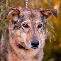 Берта - игривая старушечка ищет дом, в Москве