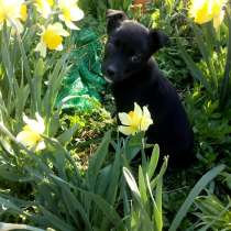 Ищем дом для охраны, в Евпатории