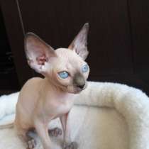 Сфинкс, в г.Берлин