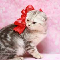 Шотландская кошечка скоттиш фолд, в Москве