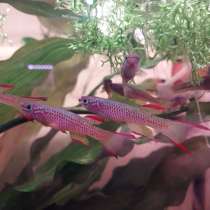 Продаю аквариумные рыбки Афиосемион габуненси, в Липецке