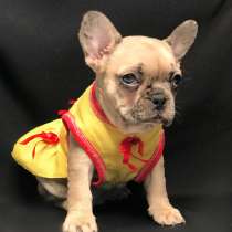 Французский бульдог, в Ставрополе