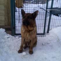 Немецкая овчарка Кобель для вязки (за щенка), в Новосибирске