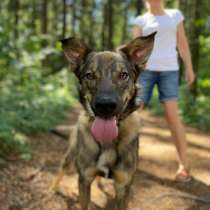 Самый добрый пес Спарки в добрые руки, в Москве
