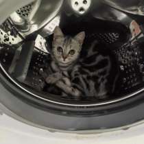 Британец котёнок, в г.Астана