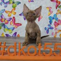 Девон-рексы котя, в Омске