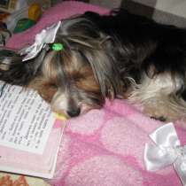 Мальчик мини и стандарт бивер йорка, в Симферополе