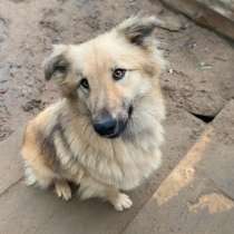 Золотисто-лучистая пушистая красивая собачка, в Санкт-Петербурге