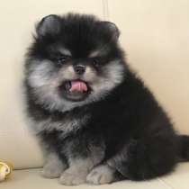 Померанский шпиц. Black tan, в г.Берлин