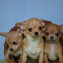 Микро щеночки Чихуахуа - мальчики., в Москве