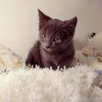 Русский голубой котенок 2 мес, в Санкт-Петербурге