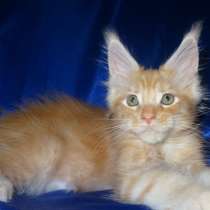 Котята мейн кун Маркус, в Москве