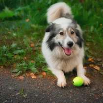 Маленькая пушистая и очень ласковая собачка, в Санкт-Петербурге