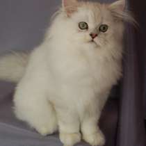 Британский кот шиншила, в г.Кишинёв