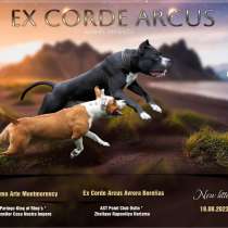 Щенки американского стаффордширского терьера, в Самаре