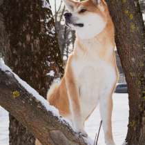 Вязка Акита ину, в г.Минск