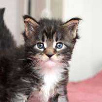 Мега Шикарный котенок Мейн-Кун, в Москве