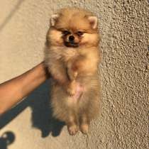 Ищут дом чистокровные щенки шпица, в г.Гамбург