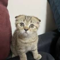 Котята шотландцы, в г.Хайфа