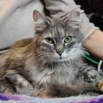 Василиса ищет дом！, в Санкт-Петербурге