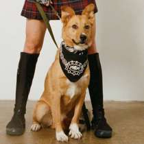 Рыжее солнышко Фанта, добрейшая в мире собака в добрые руки, в Москве