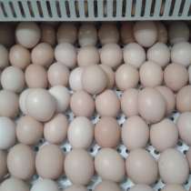 Инкубационное яйцо бройлера Кобб-500 /Росс-308,цыплята, в Екатеринбурге