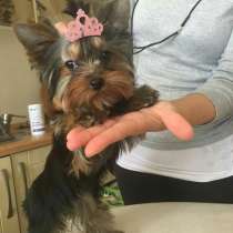 Щенки Йорка, в г.Белая Церковь