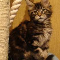 Кошки и котята, в Москве