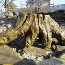 Декоративная коряга для аквариума, в Волгограде