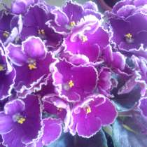 Бесплатно комнатный фиалки молодые г. Долгопрудный, в Долгопрудном