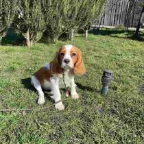 Кавалер - Кинг - Чарльз спаниель, в г.Швайнфурт