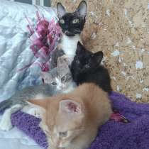 Котята Уральский рекс, в Москве