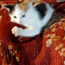 Котёнок двух с половиной месяцев в хорошие руки, в Москве