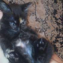 Подарю сибирского трехцветного котенка, в Красноярске