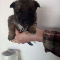 Щенок девочка, в Ростове-на-Дону