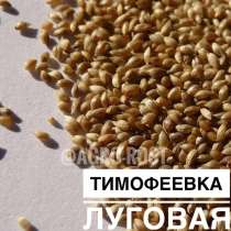 Тимофеевка луговая, в Казани