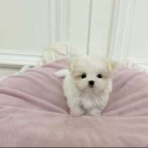 Продается здоровый щенок йорка, в Воронеже