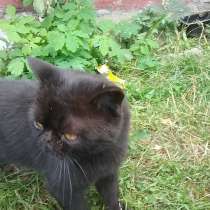 Британский кот, в г.Борисов