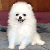 Pomeranian spitz. Boy, в г.Bruheim