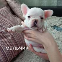 Французские бульдоги, в Тихорецке