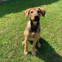 Щенок с породистыми чертами и спокойным характером, в Санкт-Петербурге