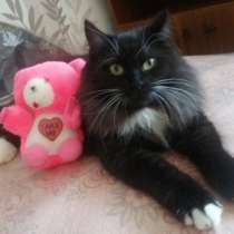 SOS! КОШКА ПУШИНКА СРОЧНО ИЩЕТ ДОМ! В ДАР!, в г.Минск