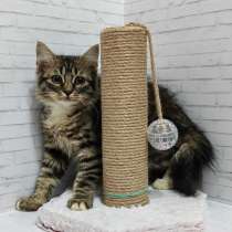 Обалденно красивые котята, в Санкт-Петербурге