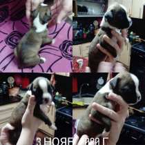 Щенки боксера, в Армавире