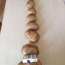 Картофель, в Москве