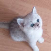 Шотланские котята серебристая шиншила, в Оренбурге