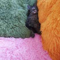 Кроха кот - спокойный как танк выезжающий из цирка ;), в Санкт-Петербурге