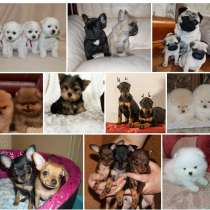 Питомник щенков и котят Ростов на Дону, в Ростове-на-Дону