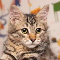 Красавец Вениамин, ласковый и умный котенок-подросток в дар, в Москве