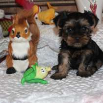 Шикарный мальчик, йорик от чемпиона, в Армавире